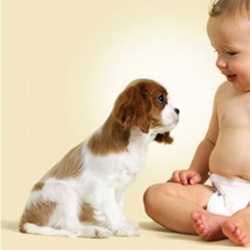 Hond en baby